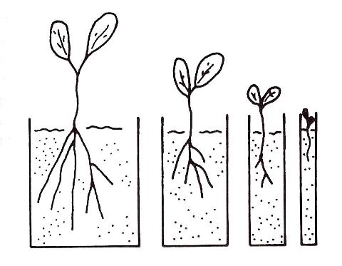 O que as plantas têm a nos dizer sobre o solo em que se encontram?
