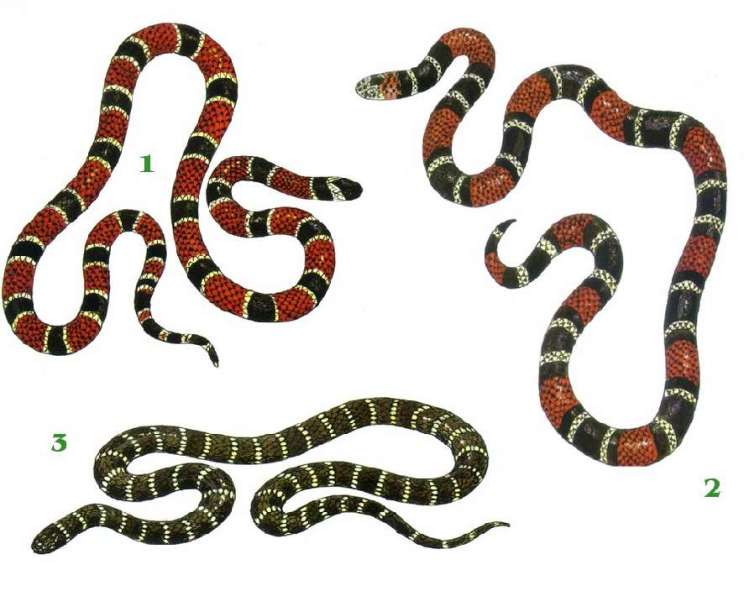 Veja características de cobras peçonhentas do Brasil e como identificá-las