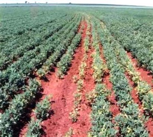 Sintomas e diagnose de fitotoxicidade de herbicidas na cultura da soja. -  Portal Embrapa